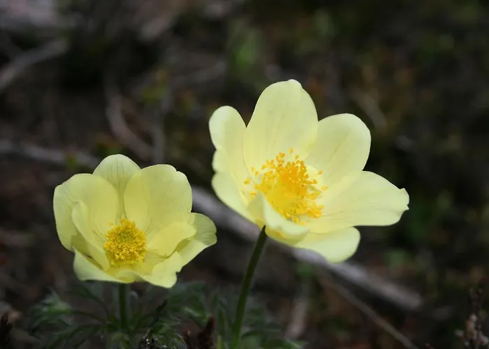 Gaestehaus Hackl Sautens