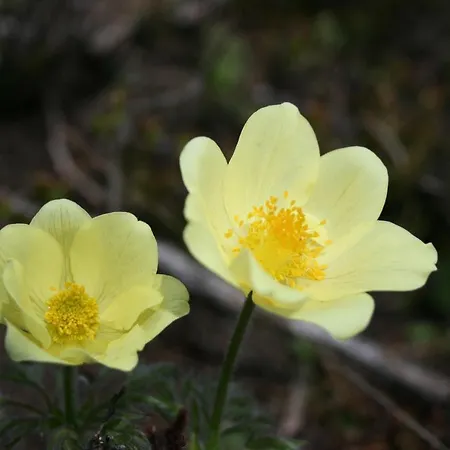 Gaestehaus Hackl Sautens